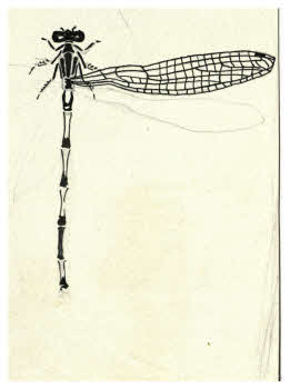 Visualizza l'immagine "FD D 1895"